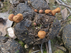 Deconica coprophila