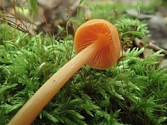 Entoloma quadratum