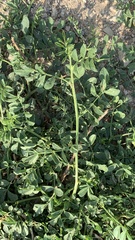 Glycyrrhiza echinata