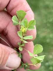 Medicago polymorpha
