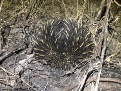Tachyglossus aculeatus