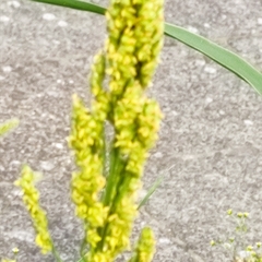 Sorghum bicolor