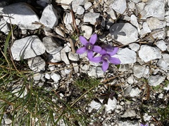 Gentianella germanica