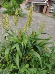 Sorghum bicolor