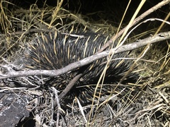 Tachyglossus aculeatus