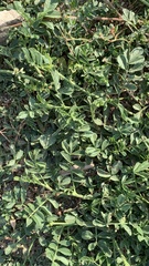 Glycyrrhiza echinata