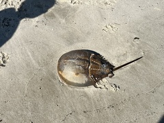 Limulus polyphemus