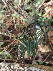 Hyles euphorbiae