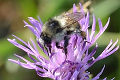 Bombus sylvarum