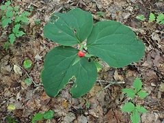 Trillium undulatum