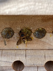 Dianthidium