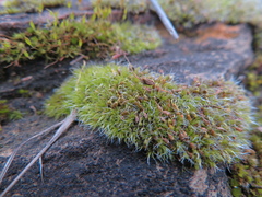 Grimmia pulvinata