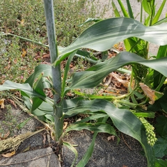 Sorghum bicolor