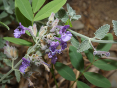 Lamiaceae