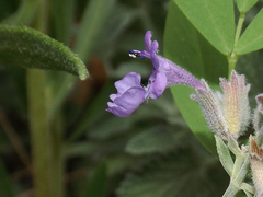 Lamiaceae