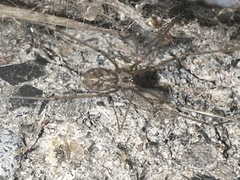 Pholcus opilionoides