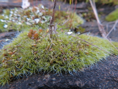 Grimmia pulvinata