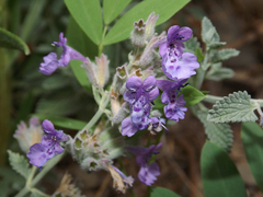 Lamiaceae