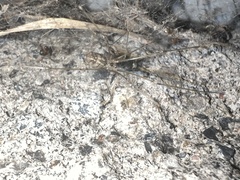 Pholcus opilionoides