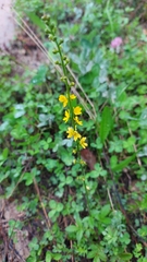 Agrimonia eupatoria