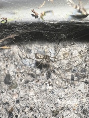 Pholcus opilionoides