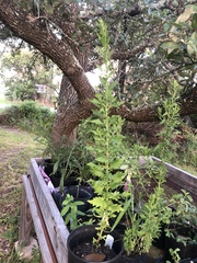 Ambrosia psilostachya