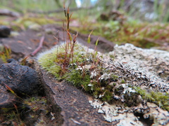 Tortula muralis