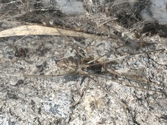 Pholcus opilionoides