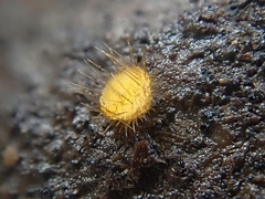 Cheilymenia