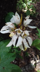 Govenia liliacea