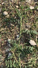 Glycyrrhiza echinata