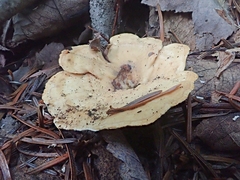 Mycorrhaphium adustum