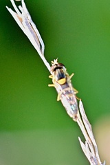 Sphaerophoria scripta