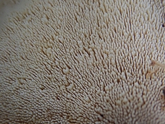 Mycorrhaphium adustum