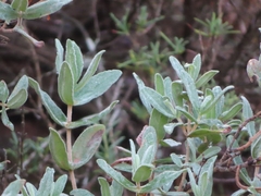 Cistus albidus