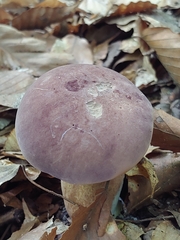 Tylopilus rubrobrunneus