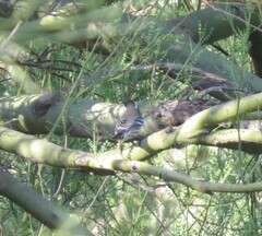 Setophaga nigrescens