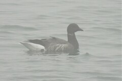 Branta bernicla