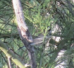 Setophaga nigrescens