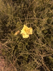 Oenothera macrocarpa