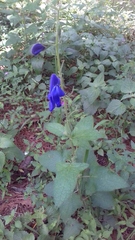 Salvia patens