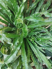 Echium vulgare