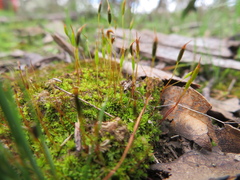 Aloina