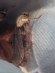 Pseudohermonassa bicarnea