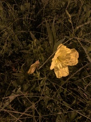 Oenothera macrocarpa