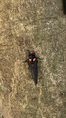 Huechys sanguinea
