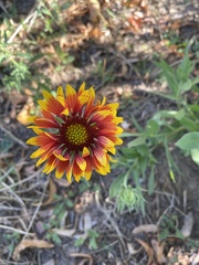 Gaillardia × grandiflora