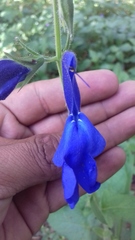 Salvia patens