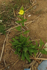 Oenothera