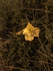 Oenothera macrocarpa